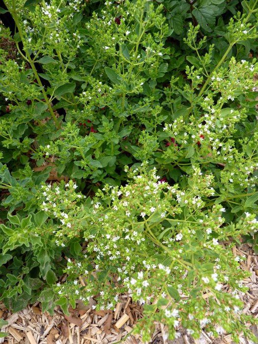 Origanum vulgare 'Grec'